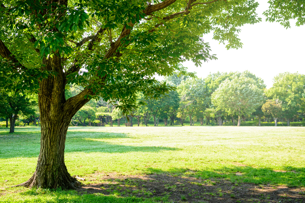 Major tree planting scheme to take place in Dagenham Park